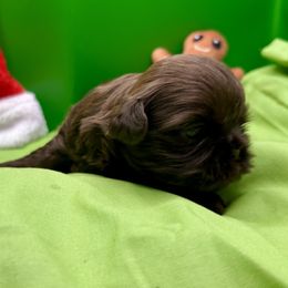 AKC Winter - Chocolate female Shih Tzu puppy in Statesboro, Georgia from Magnolia Small Breeds