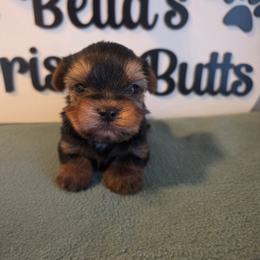 Ace - Black and tan male Yorkshire Terrier puppy in Clermont, Florida from Bella's Prissy Butts