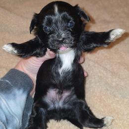 KB Black Male - Parti male Yorkshire Terrier puppy in Lakeland, Florida from You Me & The Yorkies