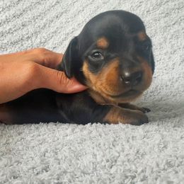 Dachshund Puppies from Carranza Puppy Farm