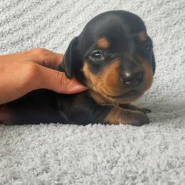 Dachshund Puppies from Carranza Puppy Farm
