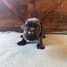 Cane Corso Puppies from Cowan Farms