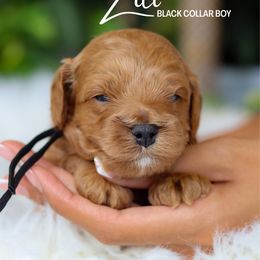 Ziti - Red male Cavapoo puppy in Miami, Florida from Bailey & Bella Cavapoos