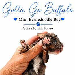 Gotta go Buffalo - Merle male Bernedoodle puppy in Grove, Oklahoma from Guinn Family Farms
