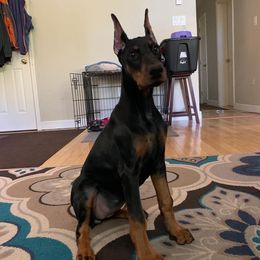 Doberman Pinscher Puppies from JM Dobermans