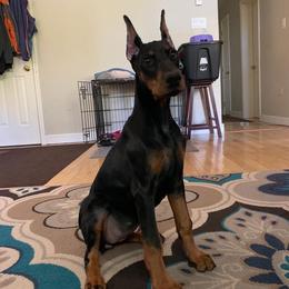 Doberman Pinscher Puppies from JM Dobermans
