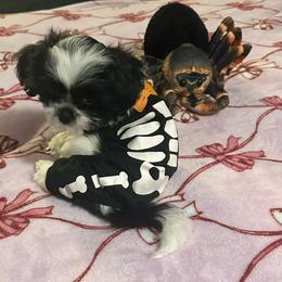 Shih Tzu Puppies from Adams Pawsitive Pawfection