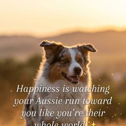 NA - Black tri-color female Australian Shepherd puppy in Allegan, Michigan from Parsons Australian Shepherds