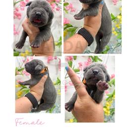 Crispy - Blue female Great Dane puppy in Sac City, Iowa from Northern Great Danes of Colorado & Iowa