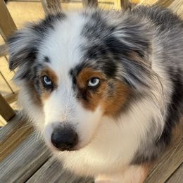 Dilly (grand champion sired AKC) fun, funny, active, happy, loves everyone, a super wonderful family dog) - Australian Shepherd