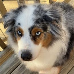 Dilly (grand champion sired AKC) fun, funny, active, happy, loves everyone, a super wonderful family dog) - Australian Shepherd