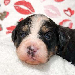 Steve - Tri-color male Bernedoodle puppy in Kilgore, Texas from Furry Tail Doodles