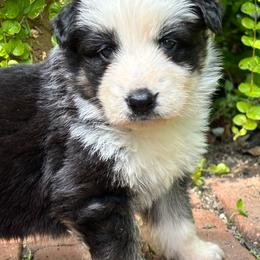 Panda 1 - Panda female German Shepherd puppy in Lordstown, Ohio from Jewels German Shepherd