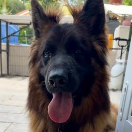 SG Gennaro - German Shepherd