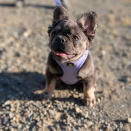 Violet - French Bulldog
