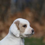 Border Collie, English Setter, and Miniature American Shepherd Puppies from First Harmony Farms