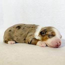 Beans - Brown merle male Aussiedoodle puppy in Sharpsburg, Georgia from Steindoodles