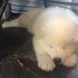 Samoyed Puppies from Morning Star Samoyeds