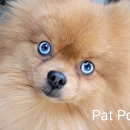 Skye - Pomeranian