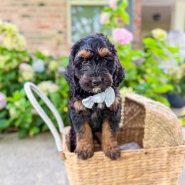 Linus - Tri-color male Bernedoodle puppy in Sulphur, Louisiana from Curly Q’s Of Carlyss