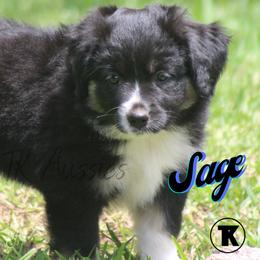Australian Shepherd, Miniature Australian Shepherd, and Toy Australian Shepherd Puppies from TK Standard, Mini, & Toy Aussies