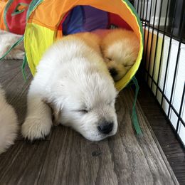 Boy 4 - Golden male Golden Retriever puppy in Carlisle, Ohio from Hermosa Havanese and Golden Retrievers