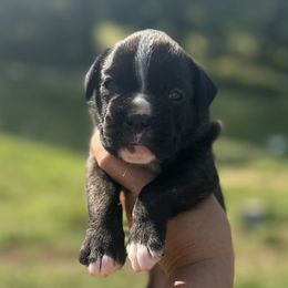 Makita - Brindle female Boxer puppy in Daviess County, Kentucky from Blissful Euro Boxers & French Bull Dogs