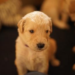 "Goldendoodle born 2/6/2020" Goldendoodle, Golden Retriever, and Sheepadoodle Puppies from Guppy Puppies