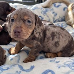 Peanut - Dapple male Dachshund puppy in Paso Robles, California from Nicole's Dachshunds