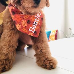 Goldendoodle Puppies from Rockin R Doodles