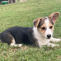 Miss Black - Black and tan female Pembroke Welsh Corgi puppy in Adairsville, Georgia from R&R Corgis