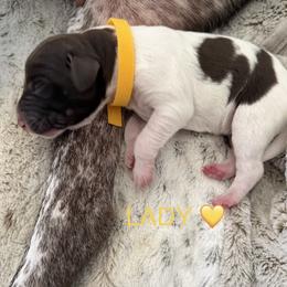 Lady - Liver and white female German Shorthaired Pointer puppy in Conroe, Texas from The Tipsy Rabbit