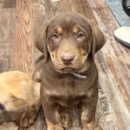 Grey collar - Chocolate male Dilute Retriever puppy in Teton County, Montana from East Front Labradors & Treasure State Schnauzers
