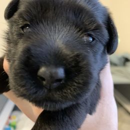 Giant Schnauzer, Miniature Schnauzer, and Standard Schnauzer Puppies from Die Nassen Baerte