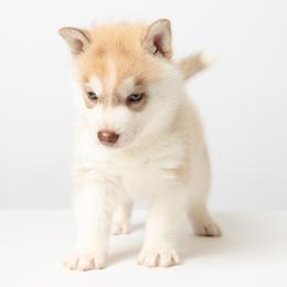 Edmund - Red and white male Siberian Husky puppy in Meadow Vista, California from Thistle Hill Siberians