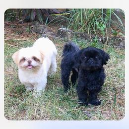 Fu man - Shih Tzu