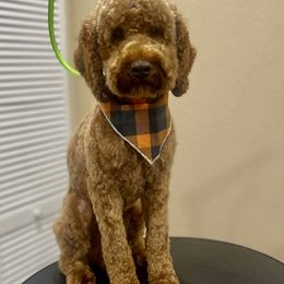 Bandit - Poodle