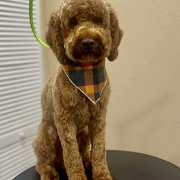 Bandit - Poodle