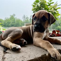 Light blue collar - Fawn male Great Dane puppy in Corsica, Pennsylvania from Ferguson Family Danes LLC