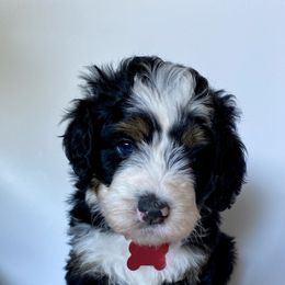 Bernedoodle Puppies from Gaston’s Posh Poodles and Doodles