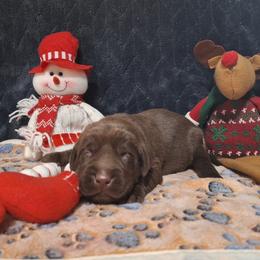 Heart - Chocolate male Labrador Retriever puppy in Bemidji, Minnesota from Northern Star Elite Quality Labrador Retrievers