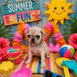 Apricot Cream Boy - Cream male Pug puppy in Tulsa, Oklahoma from Locust Creek Pugs & Japanese Chin's