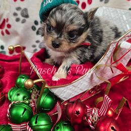 Skittles - Merle male Chihuahua puppy in Bowdon, Georgia from Paschal's Pups