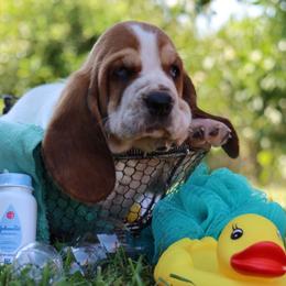 Larry - Mahogany and white male Basset Hound puppy in Pollock, Missouri from Northstar