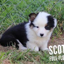 Scott Conant - Black and tan male Pembroke Welsh Corgi puppy in Stilwell, Oklahoma from Barton Farms Corgis