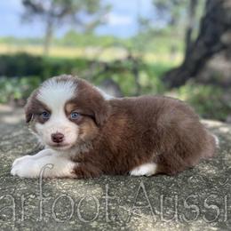 Boy 1 - Red tri-color male Australian Shepherd puppy in Lowell, Indiana from Bearfoot Aussies and Tollers