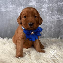 Cotton Candy - Red female Companion Cross puppy in Utah County, Utah from Big Hearted Breeders