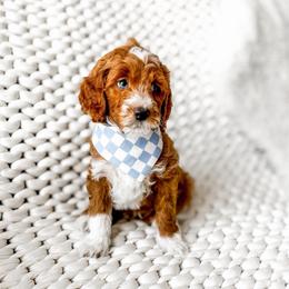 Zazu - Red  male Goldendoodle puppy in Springville, Utah from Happy Doodle
