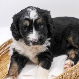 Aspen - Tri-color female Bernedoodle puppy in Edmond, Oklahoma from Rock N Roll Doodles