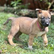 Belgian Malinois, German Shepherd, and Working Dog Cross Puppies from Laeknir K9
